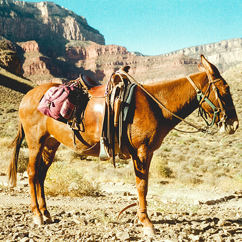 The South Rim at Grand Canyon West.